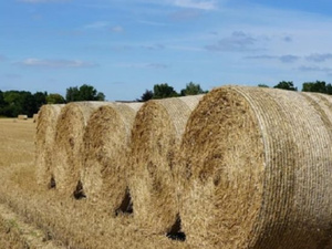 المغرب والبرازيل يوقعان اتفاقًا لتصدير كميات كبيرة من التبن للأعلاف