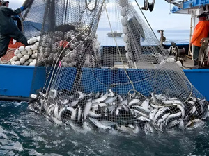 المغرب يفتح أسماك السردين والماكريل أمام الشركات الروسية في إطار اتفاقية حديثة المغرب يفتح أسماك السردين والماكريل أمام الشركات الروسية في إطار اتفاقية حديثة