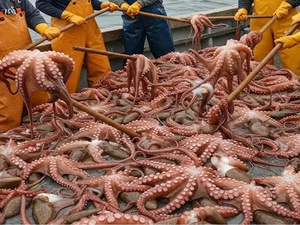 المغرب يطلق موسم صيد الأخطبوط الشتوي 2026 بعد تحسن المخزون بنسبة 49%