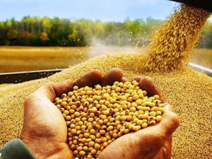 المغرب يعزز وارداته من فول الصويا الأمريكي مع ارتفاع الصادرات إلى 102 ألف طن