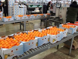 صادرات اليوسفي المغربي إلى روسيا ترتفع بشكل قياسي في 2025 صادرات اليوسفي المغربي إلى روسيا ترتفع بشكل قياسي في 2025