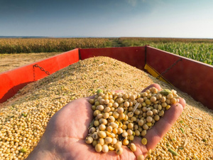 مبيعات فول الصويا الأمريكية إلى المغرب ترتفع إلى 102 ألف طن خلال الموسم الحالي مبيعات فول الصويا الأمريكية إلى المغرب ترتفع إلى 102 ألف طن خلال الموسم الحالي