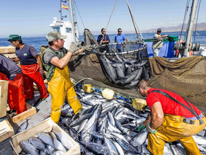 رقمنة قطاع الصيد البحري : رهان جديد لتنظيم السوق وحماية الثروة السمكية رقمنة قطاع الصيد البحري : رهان جديد لتنظيم السوق وحماية الثروة السمكية