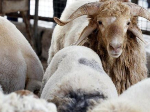 استيراد الأضاحي… معالجة ظرفية لأزمة بنيوية في الجزائر