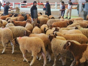 المغرب يُنجز ترقيم القطيع الوطني ويدعم الفلاحين بمليارات الدراهم المغرب يُنجز ترقيم القطيع الوطني ويدعم الفلاحين بمليارات الدراهم