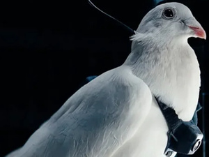 علماء روس يحوّلون الحمام إلى "بيودرون" ويفتحون آفاقًا جديدة للمراقبة والبحث العلمي علماء روس يحوّلون الحمام إلى "بيودرون" ويفتحون آفاقًا جديدة للمراقبة والبحث العلمي