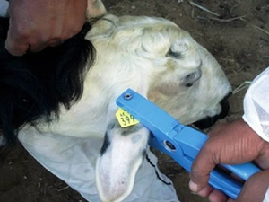 وزارة الفلاحة تنهي عملية ترقيم 32,3 مليون رأس ماشية وزارة الفلاحة تنهي عملية ترقيم 32,3 مليون رأس ماشية