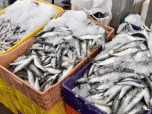 المغرب يفرض حظرًا مؤقتًا على تصدير السردين لضمان استقرار السوق المحلي المغرب يفرض حظرًا مؤقتًا على تصدير السردين لضمان استقرار السوق المحلي