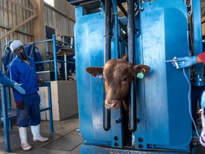 جنوب إفريقيا تعلن حالة الطوارئ للحمى القلاعية بعد تفشي واسع للوباء جنوب إفريقيا تعلن حالة الطوارئ للحمى القلاعية بعد تفشي واسع للوباء