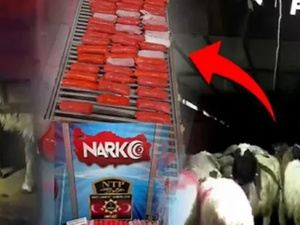 تهريب صادم في تركيا: ضبط مخدرات داخل بطون حيوانات يكشف أساليب إجرامية غير مسبوقة تهريب صادم في تركيا: ضبط مخدرات داخل بطون حيوانات يكشف أساليب إجرامية غير مسبوقة