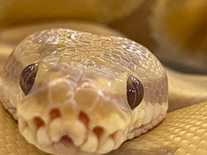 محكمة بريطانية تحظر رجلًا من اقتناء الحيوانات بعد إساءة قاسية لأفعى وكلاب محكمة بريطانية تحظر رجلًا من اقتناء الحيوانات بعد إساءة قاسية لأفعى وكلاب