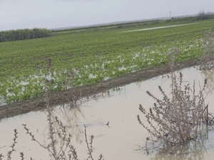 التساقطات الغزيرة تهدد المحاصيل الزراعية بجهة طنجة وأزمة وشيكة للشمندر السكري