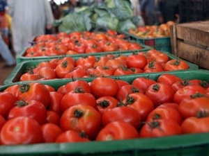 تقنيات حديثة وزراعات محمية تدفع المغرب للصدارة في الطماطم