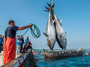 مفاوضات مرتقبة بين المغرب والاتحاد الأوروبي حول اتفاقية الصيد البحري مفاوضات مرتقبة بين المغرب والاتحاد الأوروبي حول اتفاقية الصيد البحري
