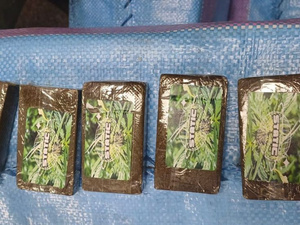 إحباط محاولة تهريب أزيد من 8 قناطير من مخدر الشيرا بميناء الدار البيضاء إحباط محاولة تهريب أزيد من 8 قناطير من مخدر الشيرا بميناء الدار البيضاء