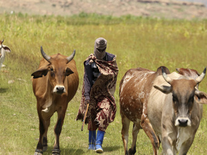 الحمى القلاعية تضرب جنوب إفريقيا : إصابة 261 ألف رأس ماشية وخاوتنغ في قلب الأزمة الحمى القلاعية تضرب جنوب إفريقيا : إصابة 261 ألف رأس ماشية وخاوتنغ في قلب الأزمة