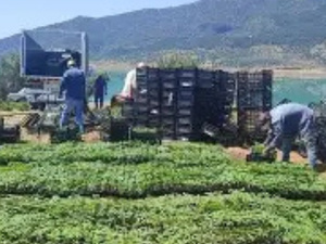 شفشاون تحتضن أول وحدة مغربية لتحويل القنب الطبي باستثمار 145 مليون درهم شفشاون تحتضن أول وحدة مغربية لتحويل القنب الطبي باستثمار 145 مليون درهم