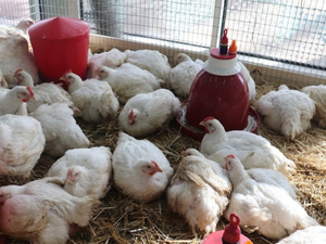 قطاع تربية الدواجن والماشية بالمغرب يواجه أزمة في تزويد الأعلاف بسبب تأخر تفريغ البواخر