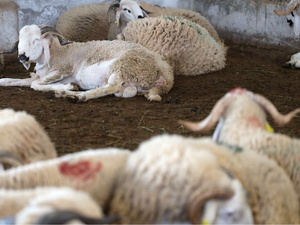 فيضانات الشمال المغربي تهدد مربي المواشي قبل عيد الأضحى فيضانات الشمال المغربي تهدد مربي المواشي قبل عيد الأضحى