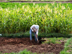 تحسن كبير في الموسم الزراعي بجهة الدار البيضاء – سطات بفضل الأمطار الغزيرة تحسن كبير في الموسم الزراعي بجهة الدار البيضاء – سطات بفضل الأمطار الغزيرة