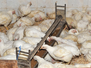 قطاع الدواجن بالمغرب يواجه اختلالات في سلسلة الإنتاج والتسويق رغم وفرة العرض قطاع الدواجن بالمغرب يواجه اختلالات في سلسلة الإنتاج والتسويق رغم وفرة العرض