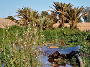 فاعلون جمعيون في الجنوب الشرقي يطالبون بإطلاق حصة مائية استثنائية لإنعاش المزروعات