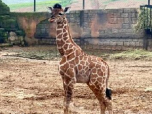 ولادة أول زرافة بالمغرب بحديقة “دريم فيلاج” بالمحمدية.. خطوة نوعية في حماية الحياة البرية ولادة أول زرافة بالمغرب بحديقة “دريم فيلاج” بالمحمدية.. خطوة نوعية في حماية الحياة البرية