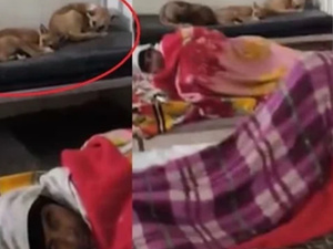 كلاب ضالة داخل أجنحة المرضى… فيديو صادم يفضح أوضاع مستشفى حكومي في الهند