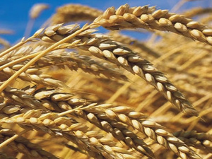 الحصاد السنوي للحبوب بالمغرب لعام 2025: انخفاض الإنتاج وتحديات الأمن الغذائي