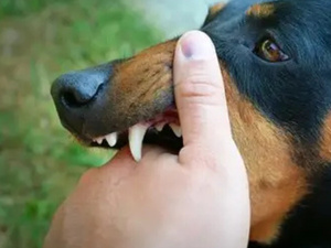 داء الكَلَب في المغرب: تحدٍ صحي واقتصادي كبير داء الكَلَب في المغرب: تحدٍ صحي واقتصادي كبير