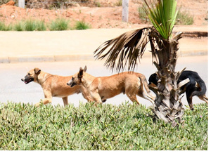 مسؤولية الجماعات الترابية عن الأضرار الناتجة عن تدبير الشأن العام مسؤولية الجماعات الترابية عن الأضرار الناتجة عن تدبير الشأن العام