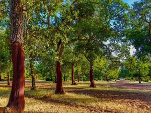 الوكالة الوطنية للمياه والغابات تنفي وجود قطع جماعي للأشجار بغابة المعمورة