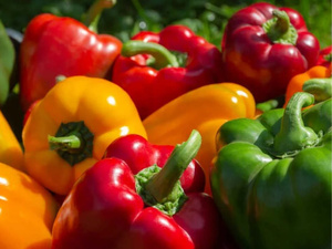 المغرب يعزز موقعه في سوق الفلفل الأوروبي ويحقق صادرات قياسية بـ181 ألف طن المغرب يعزز موقعه في سوق الفلفل الأوروبي ويحقق صادرات قياسية بـ181 ألف طن