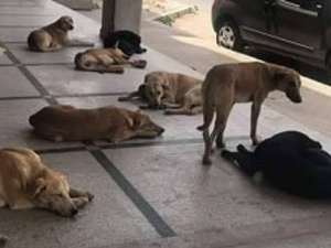 انتشار الكلاب الضالة بالمغرب: ظاهرة صحية واجتماعية تستدعي حلولاً شاملة انتشار الكلاب الضالة بالمغرب: ظاهرة صحية واجتماعية تستدعي حلولاً شاملة