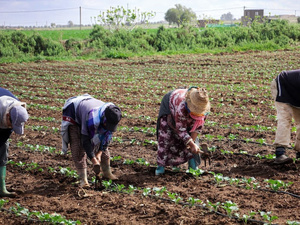 انتعاش الموسم الفلاحي يعيد الحيوية إلى سوق الشغل القروي في المغرب