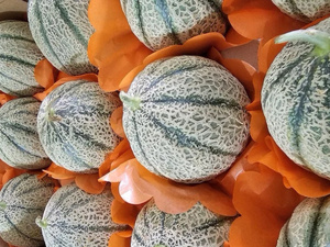 المغرب يطلق موسم تصدير فاكهة “الشاغونتي” نحو الأسواق الأوروبية المغرب يطلق موسم تصدير فاكهة “الشاغونتي” نحو الأسواق الأوروبية