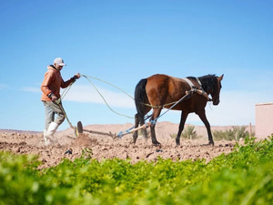 المغرب أمام قفزة نوعية: النمو الفلاحي يحفز الاقتصاد وسط تحديات الطاقة المغرب أمام قفزة نوعية: النمو الفلاحي يحفز الاقتصاد وسط تحديات الطاقة