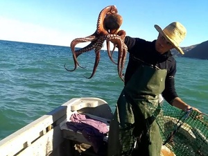 ميناء الحسيمة يسجل انخفاضاً في مفرغات الصيد بنسبة 32٪