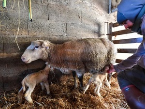 صرف الشطر الثاني من دعم مربي الماشية بعد التحقق من الاحتفاظ بالقطيع صرف الشطر الثاني من دعم مربي الماشية بعد التحقق من الاحتفاظ بالقطيع