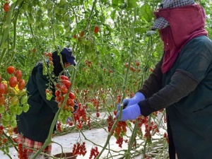 البنك الدولي يدعو لتطوير أنظمة ري ذكية وتمكين الفلاحين الصغار البنك الدولي يدعو لتطوير أنظمة ري ذكية وتمكين الفلاحين الصغار