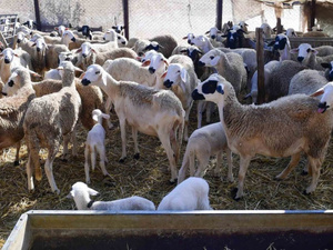 بايتاس : تم صرف 5,5 مليار درهم لفائدة 1,15 مليون من مربي الماشية بايتاس : تم صرف 5,5 مليار درهم لفائدة 1,15 مليون من مربي الماشية