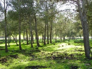 المجلس الاقتصادي والاجتماعي يحذر :  شبكة المسالك الغابوية بالمغرب مهددة بالانهيار