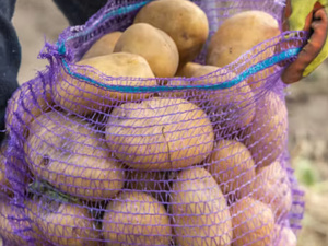 دراسة فرنسية تكشف عن ارتباط محتمل بين استخدام المبيدات وحدوث السرطان في بيرو دراسة فرنسية تكشف عن ارتباط محتمل بين استخدام المبيدات وحدوث السرطان في بيرو