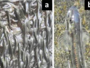 سمكة صغيرة تتحدى الجاذبية.. اكتشاف علمي يوثق قدرتها على تسلق شلالات عمودية في الكونغو سمكة صغيرة تتحدى الجاذبية.. اكتشاف علمي يوثق قدرتها على تسلق شلالات عمودية في الكونغو