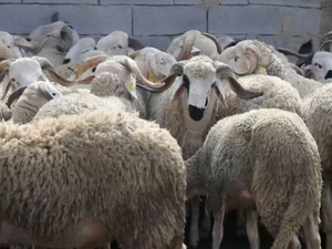 الدوافع وراء ارتفاع أسعار اللحوم الحمراء في الدار البيضاء الدوافع وراء ارتفاع أسعار اللحوم الحمراء في الدار البيضاء