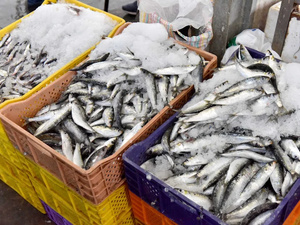 تنبيه أوروبي بعد ارتفاع  مادة الهيستامين في سردين مغربي مجمد