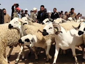 عيد الأضحى بين مؤشرات الانفراج وتحديات القدرة الشرائية: هل تنخفض أسعار الأضاحي فعلاً؟