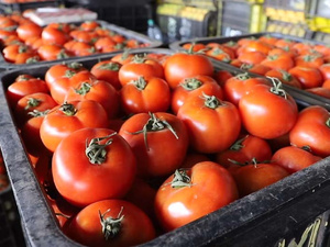 المغرب يتصدر صادرات الطماطم إلى أوروبا في ظل تراجع الطماطم الإسبانية المغرب يتصدر صادرات الطماطم إلى أوروبا في ظل تراجع الطماطم الإسبانية