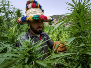 القنب الهندي بالمغرب : إنتاج وطني يناهز 19.576 قنطارا و5765 رخصة نشيطة خلال 2025 القنب الهندي بالمغرب : إنتاج وطني يناهز 19.576 قنطارا و5765 رخصة نشيطة خلال 2025