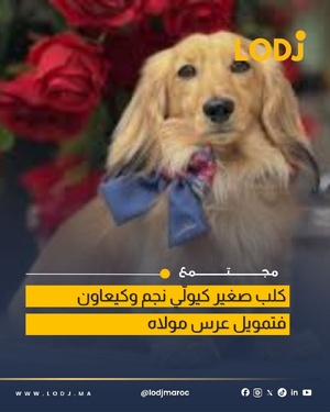 كلب داشهند يتحول إلى مصدر دخل ويحقق أكثر من 13 ألف دولار